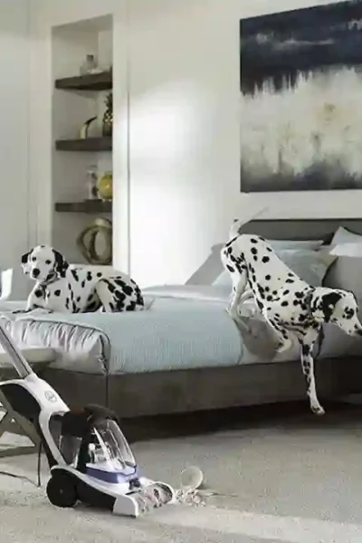 carpet cleaning